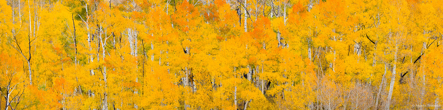 MT-20151005-111824-0093-Pano-Colorado-golden-orange-aspens.jpg