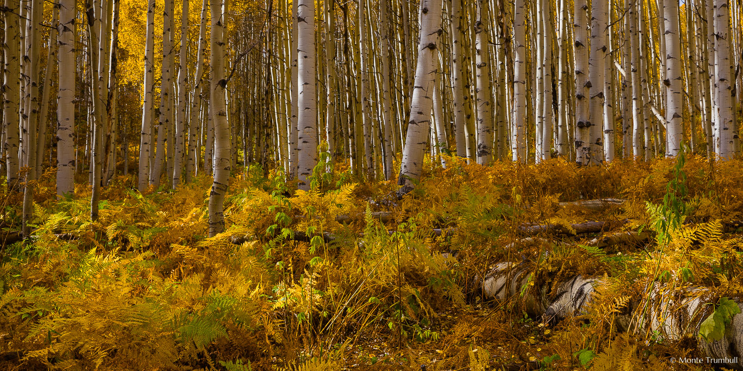 MT-20151008-144215-0007-Pano-Colorado-golden-aspen-undergrowth-autumn.jpg