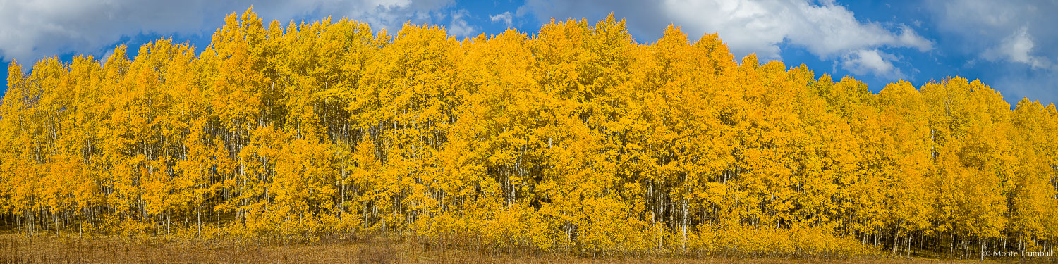 MT-20171005-161513-0045-Pano-Golden-Aspens-Gunnison-National-Forest-Colorado.jpg