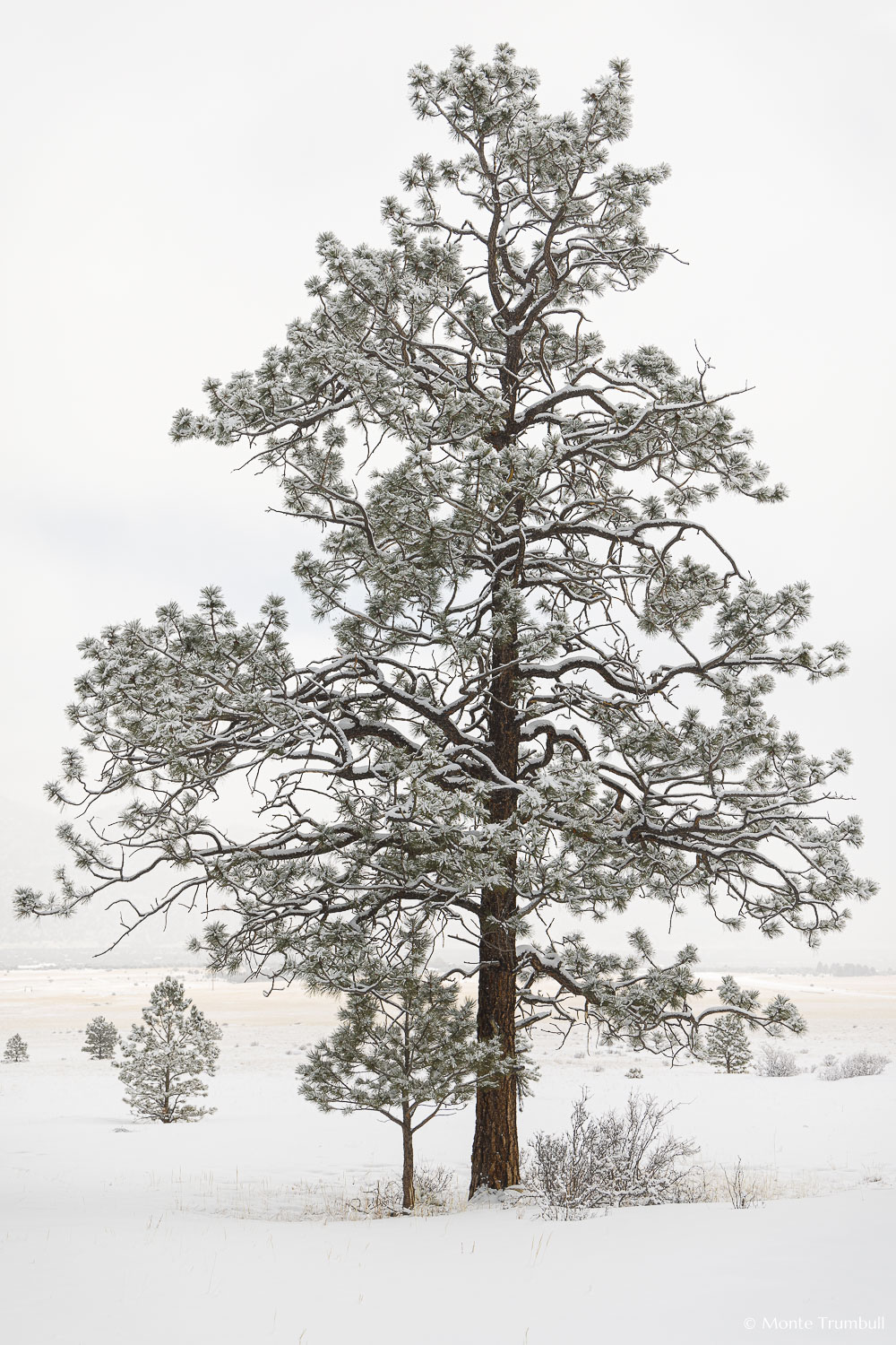 MT-20220307-113616-0003-Colorado-Winter-Snow-Tree.jpg