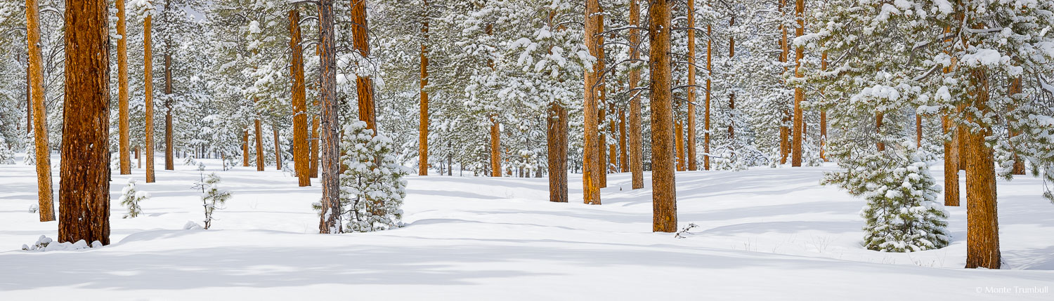 MT-20220307-121012-0026-Pano-Colorado-Winter-Snow-Forest-San-Isabel-National-Forest.jpg