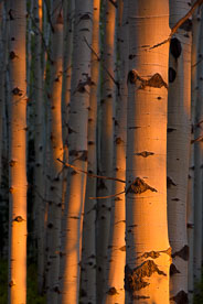 MT-20070926-185818-0103-Edit-Colorado-aspen-trunks-sunset-light.jpg