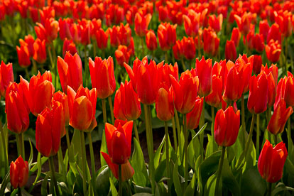 MT-20080410-170957-0004-Washington-Skagit-Valley-tulips-orange.jpg