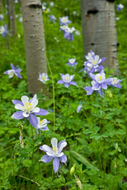 MT-20080716-132834-0071-Edit-Colorado-aspen-trunks-flowers-blue-columbines.jpg