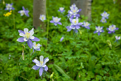MT-20080716-133131-0075-Edit-Colorado-aspen-trunks-flowers-blue-columbines.jpg