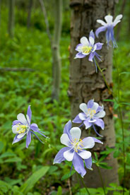 MT-20080716-134511-0078-Edit-Colorado-aspen-trunks-flowers-blue-columbines.jpg