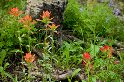 MT-20080716-163409-0175-Edit-Colorado-aspen-trunks-flowers-red-paintbrush.jpg