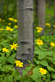 MT-20080716-170703-0183-Edit-Colorado-aspen-trunks-flowers-yellow-amica.jpg