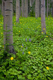 MT-20080717-141831-0130-Edit-Colorado-aspen-trunks-flowers-yellow-amica.jpg