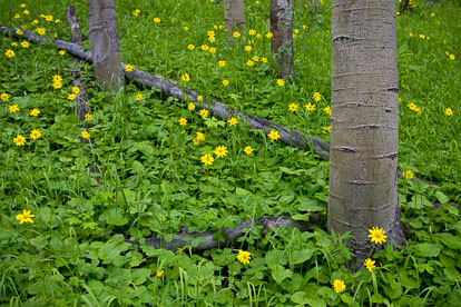 MT-20080717-142126-0134-Edit-Colorado-aspen-trunks-flowers-yellow-amica.jpg