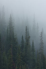 MT-20080808-121658-0032-Colorado-pine-trees-rain-mist.jpg