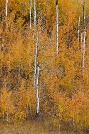 MT-20080925-183800-0099-Edit-Wyoming-Jackson-fall-color-aspen-trees.jpg