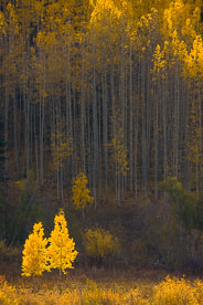 MT-20081001-170344-0124-Colorado-golden-aspens.jpg