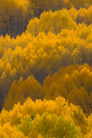 MT-20081001-170606-0126-Edit-Colorado-golden-aspens.jpg