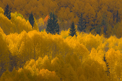 MT-20081001-171725-0136-Edit-Colorado-golden-aspens.jpg