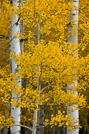 MT-20081010-160827-0094-Edit-Colorado-golden-aspen-leaves-trunks.jpg