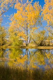 MT-20090410-111334-0038-New-Zealand-South-Island-Twizel-golden-tree.jpg