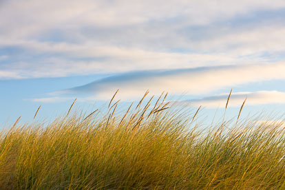 MT-20090414-075622-0039-Edit-New-Zealand-South-Island-Taramea-Bay-grasses.jpg