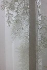 MT-20090602-170104-0128-California-Del-Norte-Rewoods-State-Park-redwoods-fog.jpg