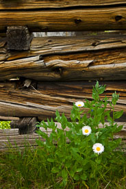 MT-20090725-172125-0020-Colorado-log-cabin-wildflowers.jpg