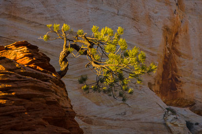 MT-20101101-180051-Utah-Zion-National-Park-twisted-pine-Zion-Plateau.jpg
