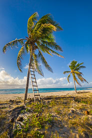 MT-20110212-073556-0107-Anguilla-palm-trees-ladder.jpg