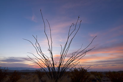 MT-20110320-055136-Texas-Big-Bend-National-Park-ocotillo-silhouette-sunrise.jpg