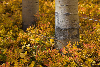 MT-20110929-105302-0017-Colorado-Buena-Vista-aspen-trunks-golden-leaves-.jpg
