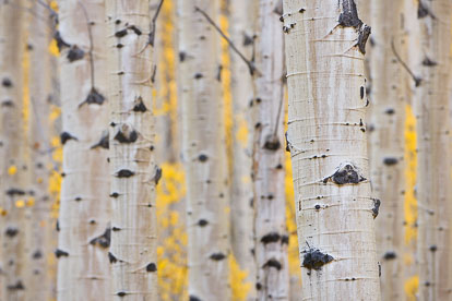MT-20110929-164039-0039-Colorado-Buena-Vista-aspen-trunks-fall-color.jpg
