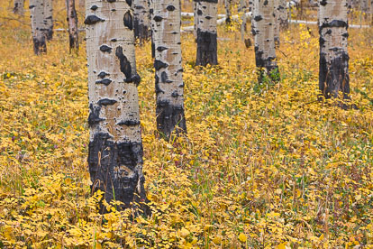 MT-20110929-164252-0041-Colorado-Buena-Vista-aspen-trunks-golden-leaves.jpg