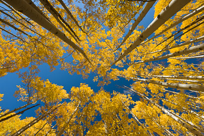 MT-20111002-093524-0007-Colorado-Buena-Vista-golden-aspen-trees-blue-sky.jpg