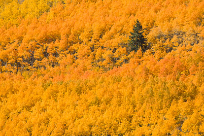 MT-20111003-144010-0032-Colorado-golden-orange-aspens.jpg