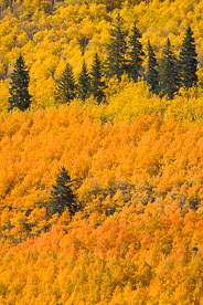 MT-20111003-144344-0035-Colorado-golden-orange-aspens.jpg