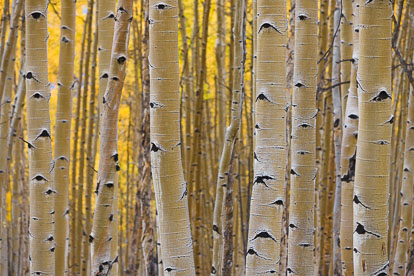 MT-20111004-154006-0075-Colorado-Buena-Vista-aspen-trunks-fall-color.jpg