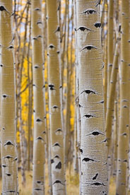 MT-20111004-154823-0082-Colorado-Buena-Vista-aspen-trunks-fall-color.jpg