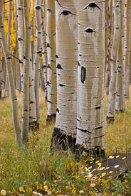 MT-20111004-155127-0084-Colorado-Buena-Vista-aspen-trunks-fall-color.jpg