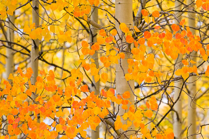 MT-20111005-093111-0065-Colorado-Buena-Vista-golden-orange-aspen-trees-leaves.jpg