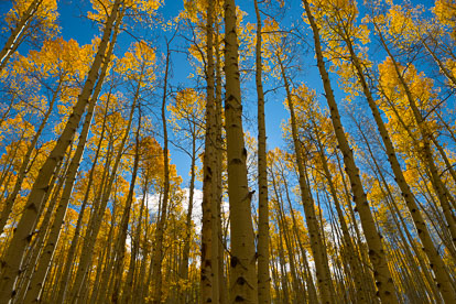 MT-20111005-104233-0001-Colorado-Buena-Vista-golden-aspen-trees-blue-sky.jpg