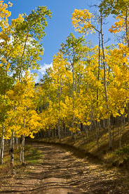 MT-20111005-105816-0088-Colorado-Buena-Vista-golden-aspen-trees-blue-sky-road.jpg