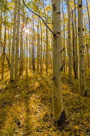 MT-20120913-092039-0001-Colorado-golden-aspens-sunburst.jpg