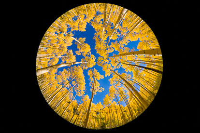 MT-20120914-144232-0001-Edit-Colorado-golden-aspens-fisheye.jpg
