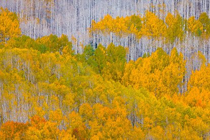 MT-20120930-151458-0104-Colorado-golden-green-aspens-white-trunks.jpg