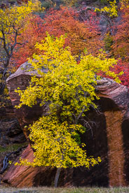MT-20121104-170528-0026-Utah-Zion-National-Park-golden-maple-red-rock.jpg