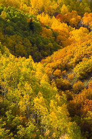 MT-20131003-153046-0227-Oak-Creek-Colorado-aspens-fall-color.jpg