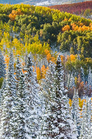 MT-20131005-165000-0266-Routt-National-Forest-snow-fall-color-aspen.jpg