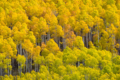 MT-20131008-115804-0045-Colorado-fall-gold-orange-aspens.jpg