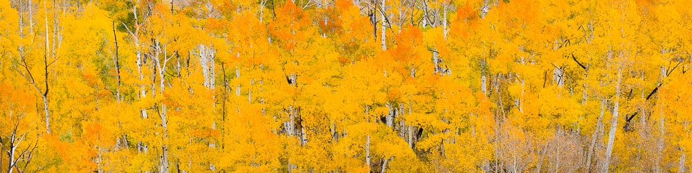 MT-20151005-111824-0093-Pano-Colorado-golden-orange-aspens.jpg