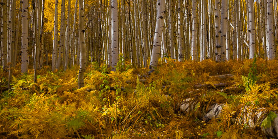 MT-20151008-144215-0007-Pano-Colorado-golden-aspen-undergrowth-autumn.jpg