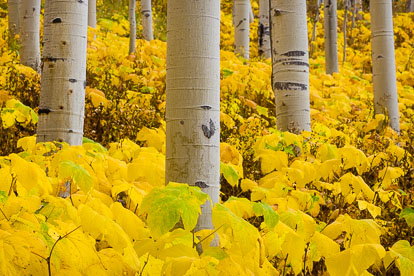MT-20160922-132306-0010-aspen-grove-autumn-gold-Colorado.jpg