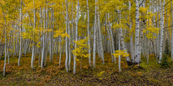 MT-20171002-132902-0017-Pano-Golden-aspens-ferns-Gunnison-National-Forest-Colorado.jpg